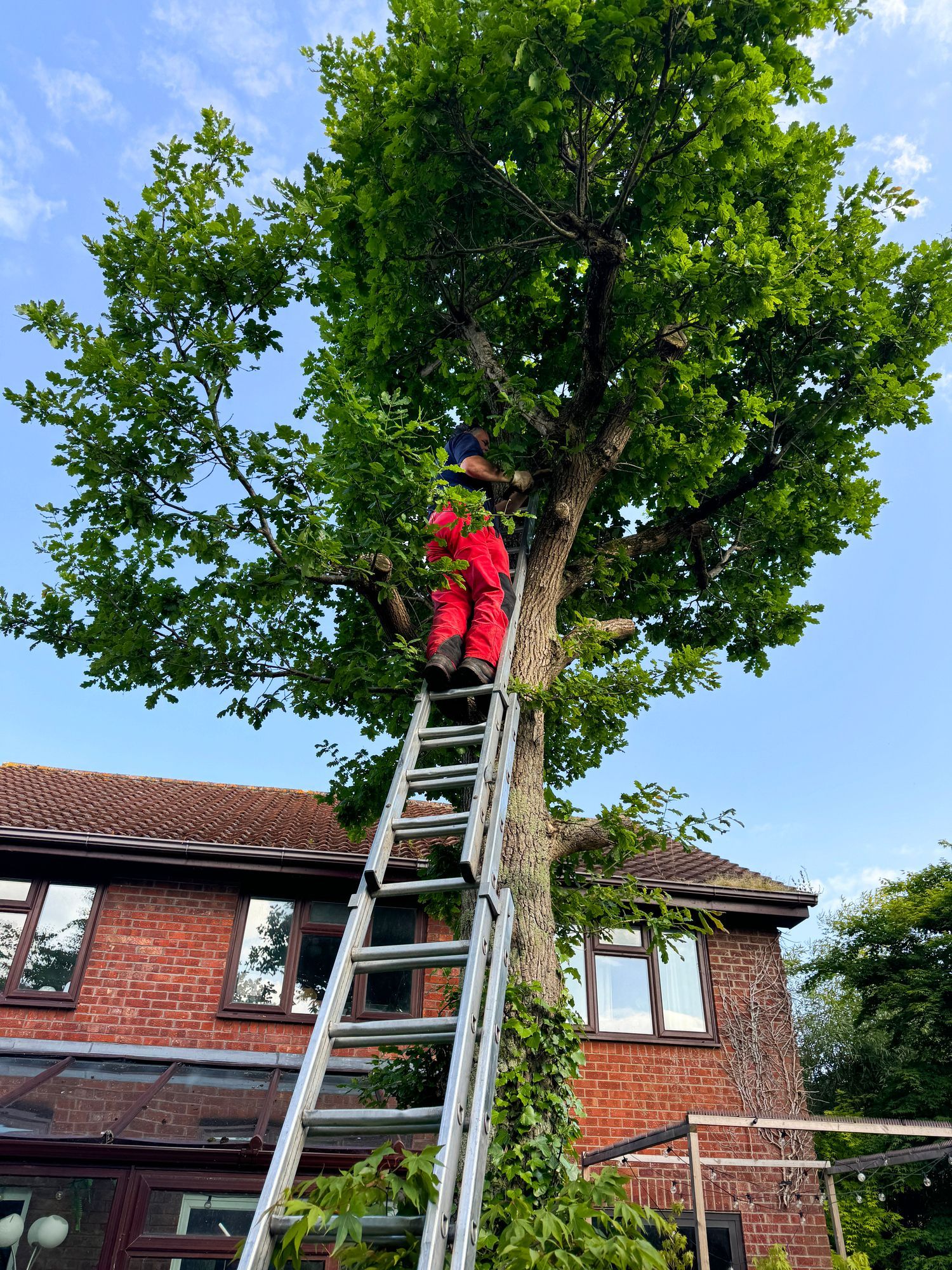 Person on ladder trimming a leafy tree near a brick house under a partly cloudy sky.