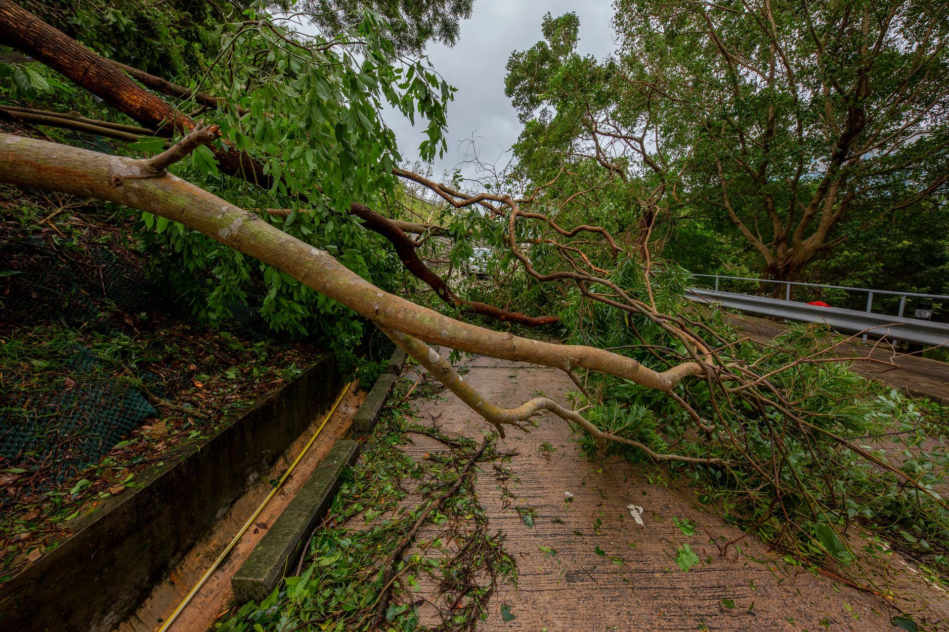 A person is cutting a tree branch with a pair of scissors.