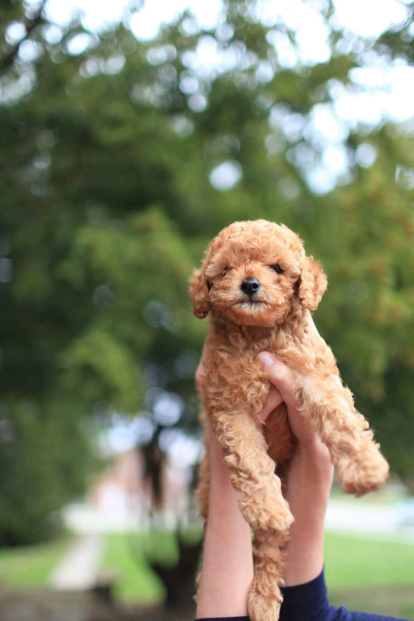 A person is holding a small brown poodle puppy in their hands.