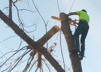 A man is cutting a tree with a chainsaw.