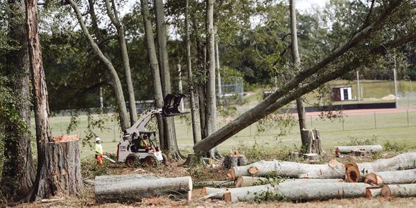 A tree being cut down by a machine. Logs on the ground, worker in safety gear. Sports field in the background.