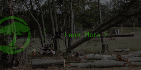 A man is climbing a tree with a chainsaw.