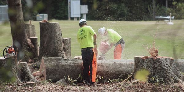 Two tree service workers cutting a log with a chainsaw outdoors; one stands, the other bends.