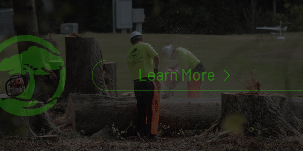 A man is cutting a tree with a chainsaw.