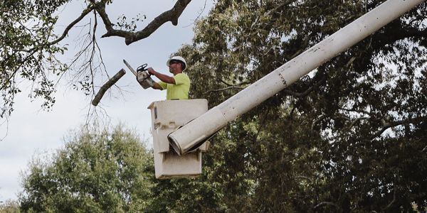 A tree worker in a bucket cuts branches with a chainsaw.