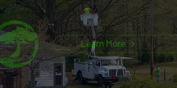 A logo for h & g tree experts with a tree in the background