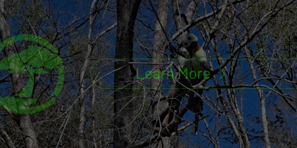 A man is climbing a tree with a chainsaw.