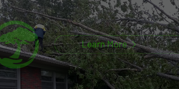 A man is cutting a tree with a chainsaw.