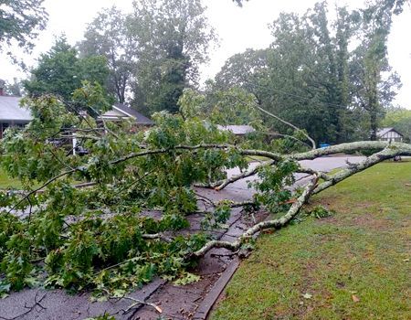 A tree that has fallen on the side of the road.