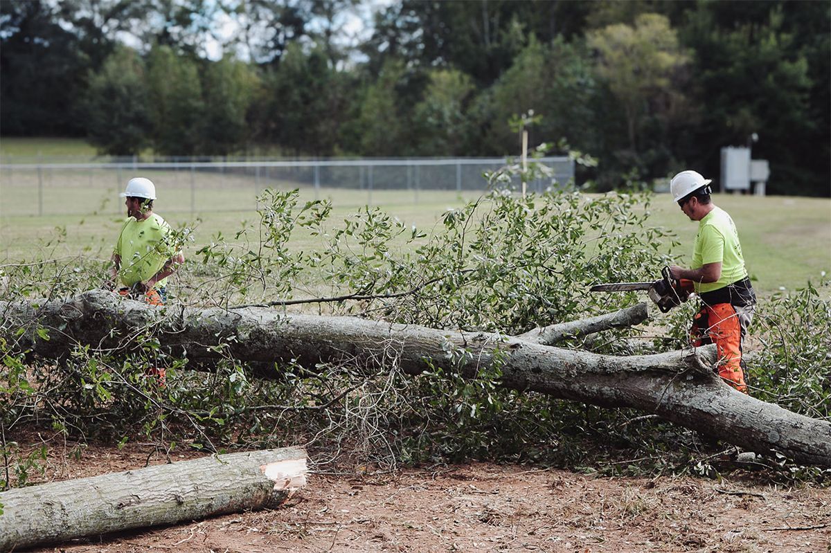 Two workers in safety gear cutting a fallen tree with chainsaws on a grassy field.