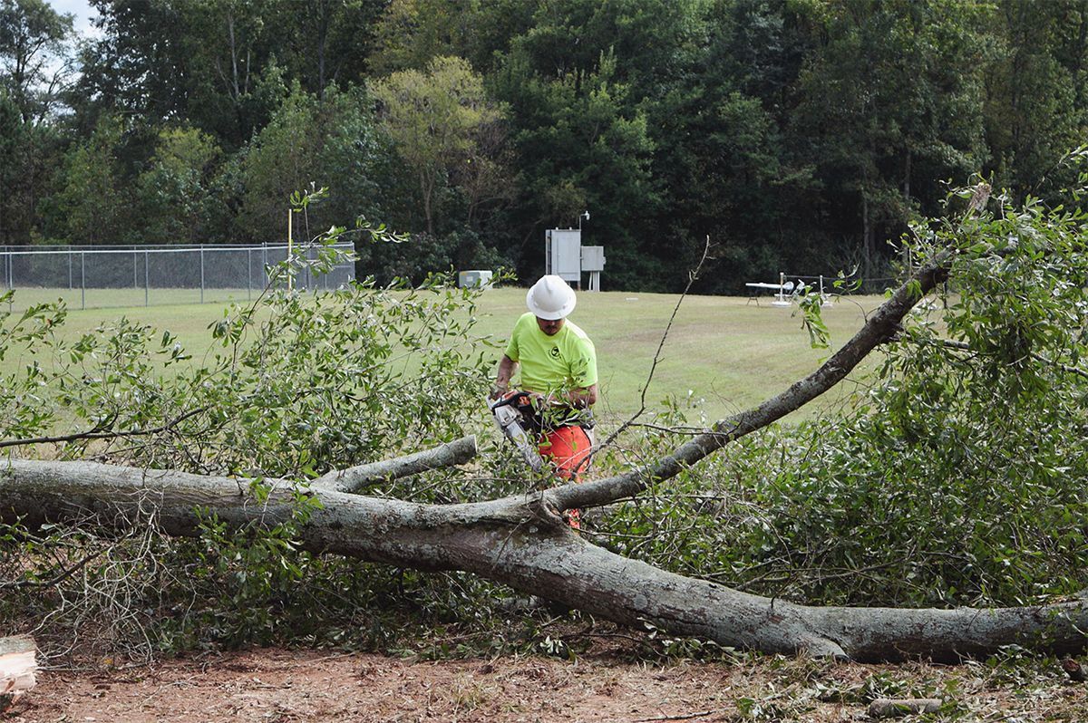 Person in safety gear cutting a fallen tree with a chainsaw in a grassy area.