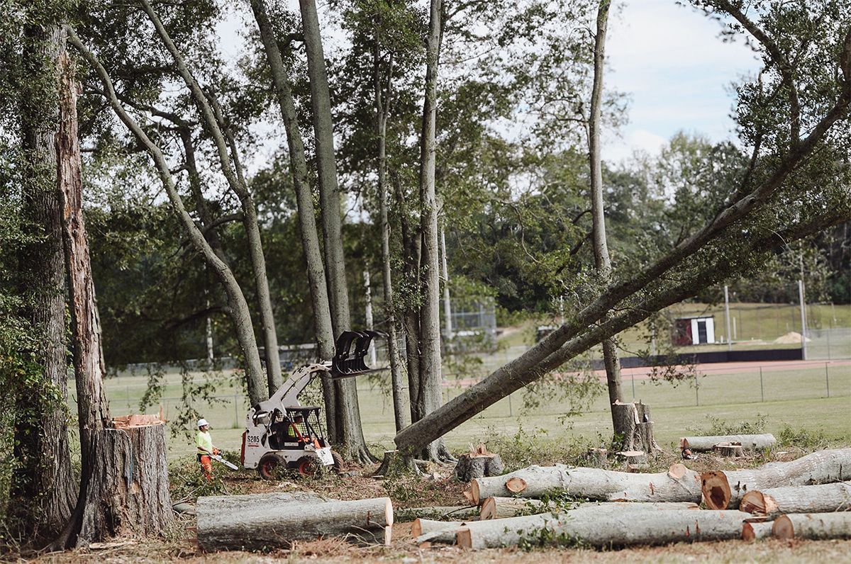 Tree removal: A small bulldozer cuts a tree. Logs and a stump are in a grassy area near a sports field.