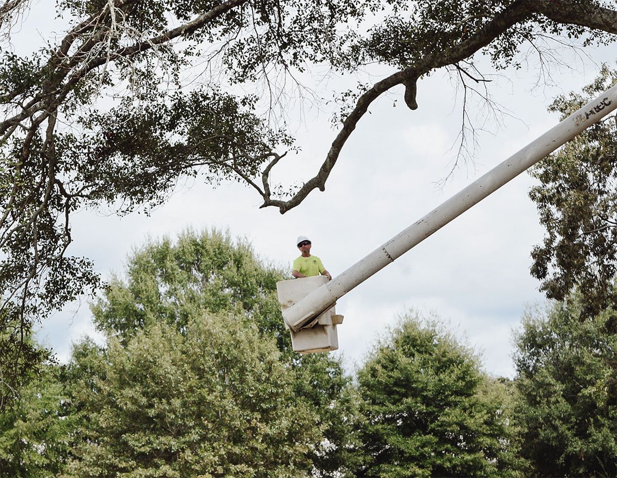 Worker in a bucket lift trimming tree branches under a cloudy sky.