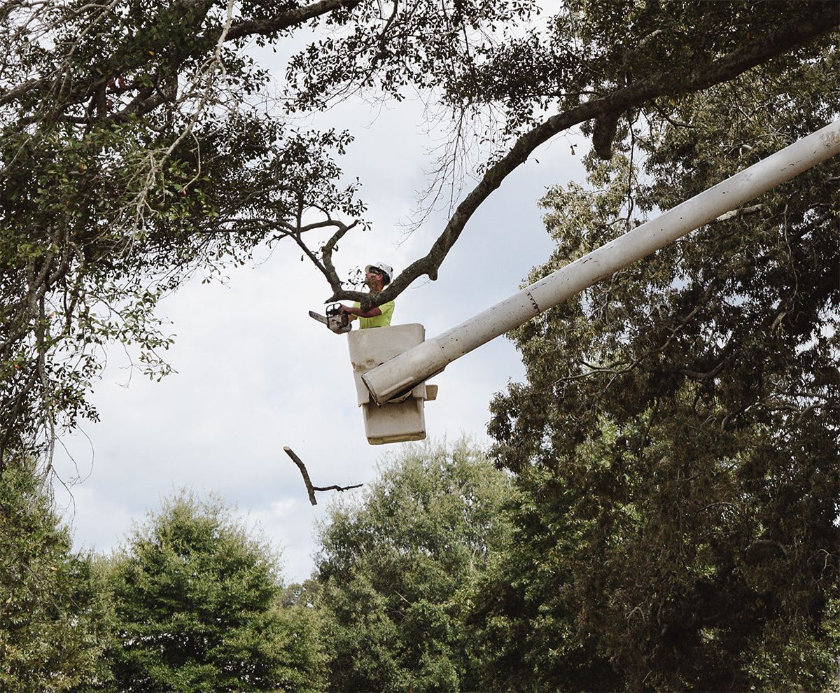 Man in a lift bucket cuts a tree branch with a chainsaw.