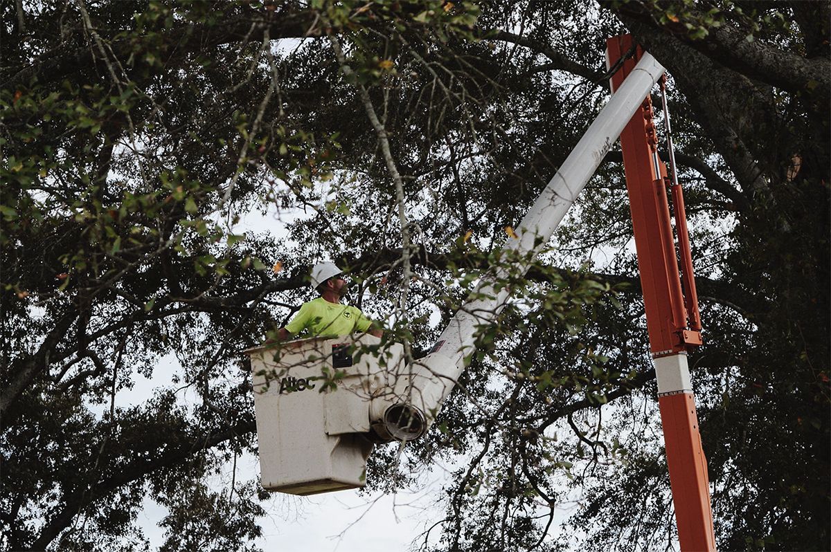 A worker in a bucket truck trimming tree branches.