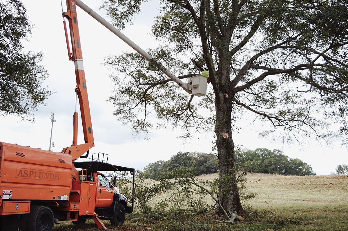 A tree worker in a bucket truck trimming a large tree in a field; orange truck, cloudy sky.