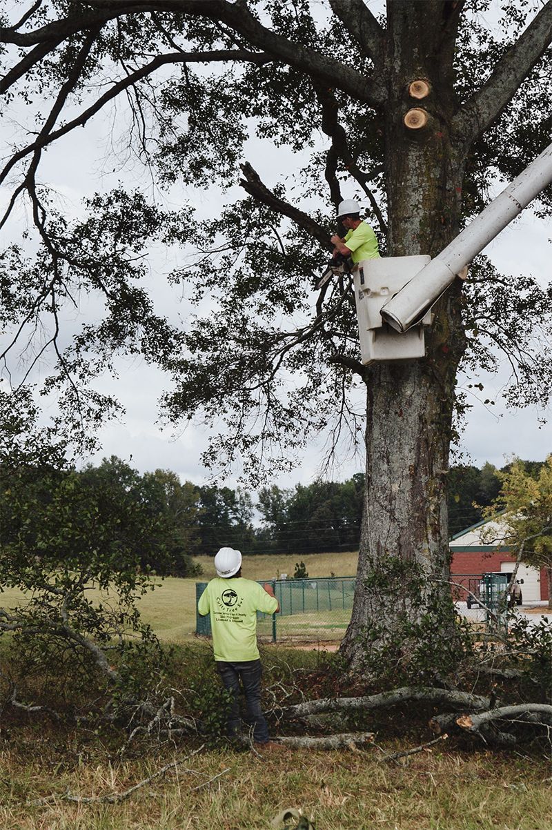 Tree trimming: Arborist in a lift bucket, another on ground; working on a large tree in a yard.