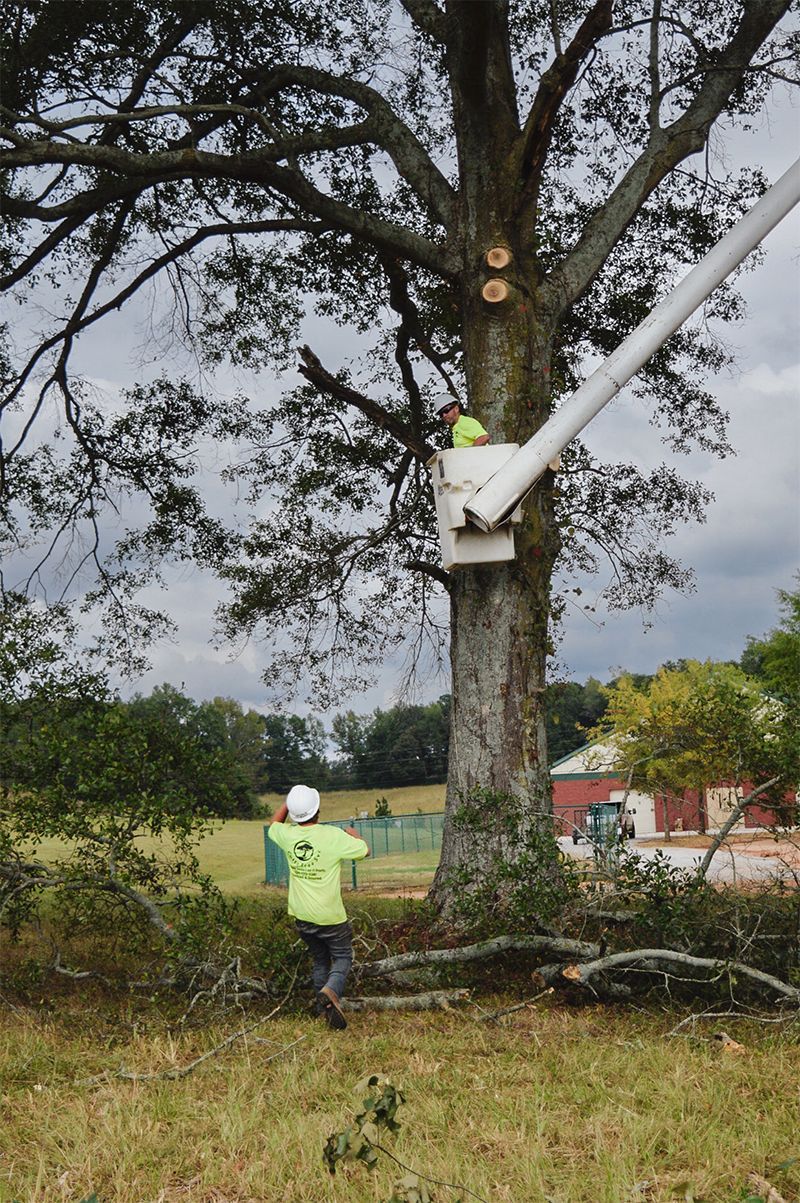 Tree workers in a lift trimming branches, another on the ground. Overcast day, field, and building in the background.