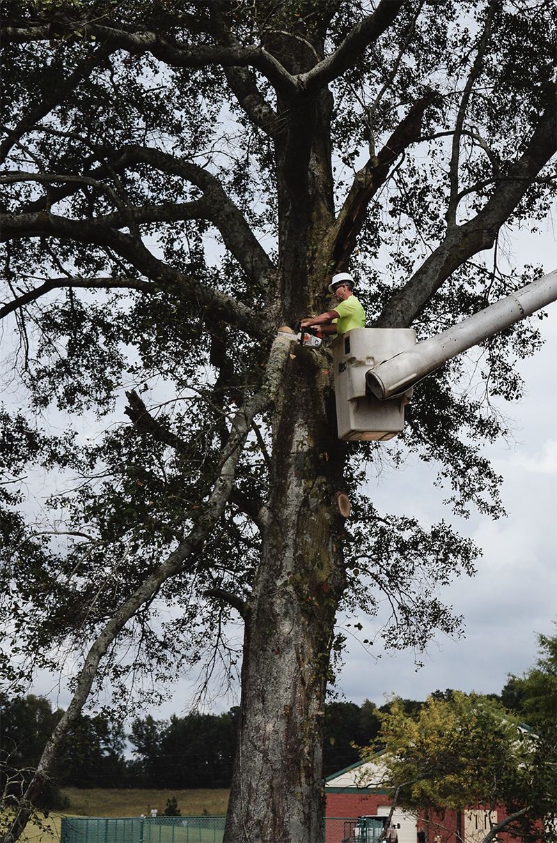 Arborist in lift bucket pruning large tree with a chainsaw, cloudy sky.