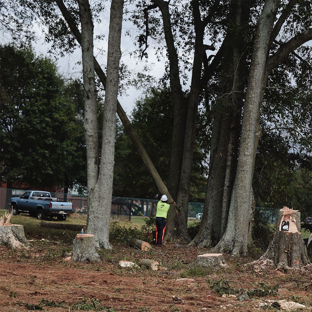 Person in safety vest cutting a tree in a yard. Blue truck, tree stumps, and other trees in the background.