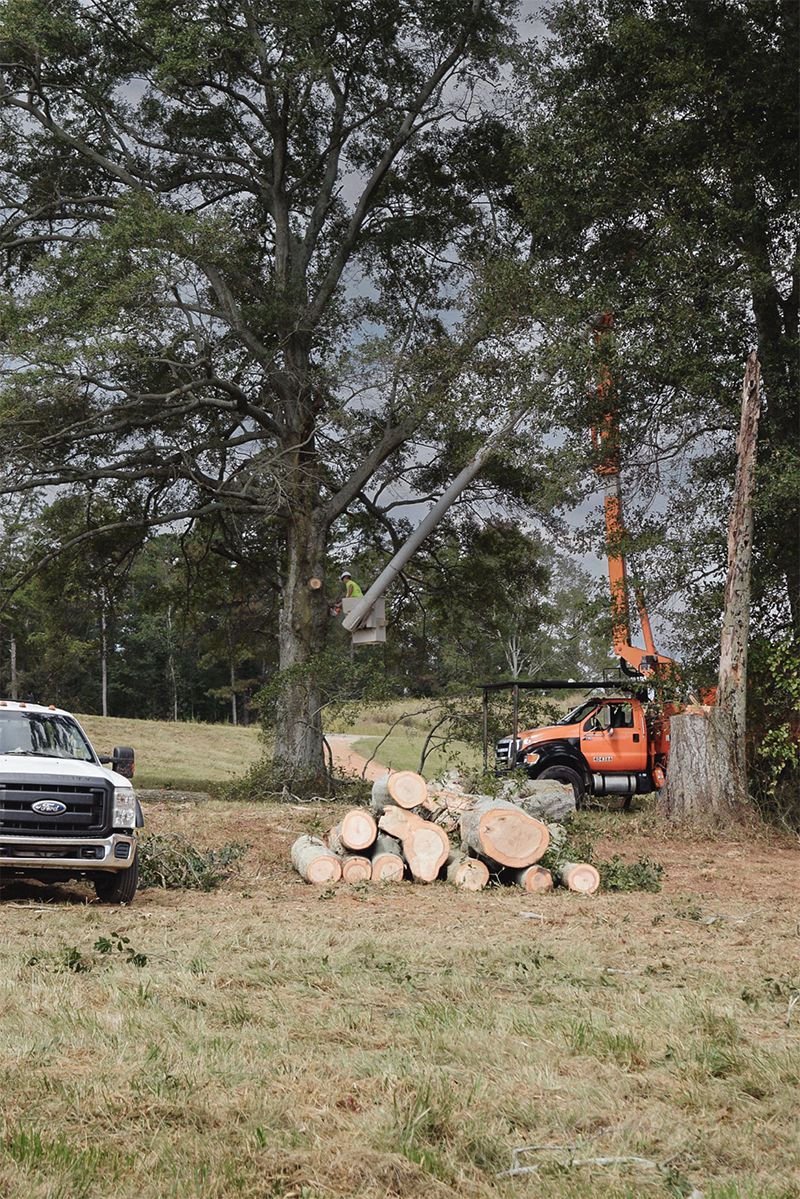 Tree being trimmed with an orange lift truck, logs on the ground, and a white pickup truck on the left.
