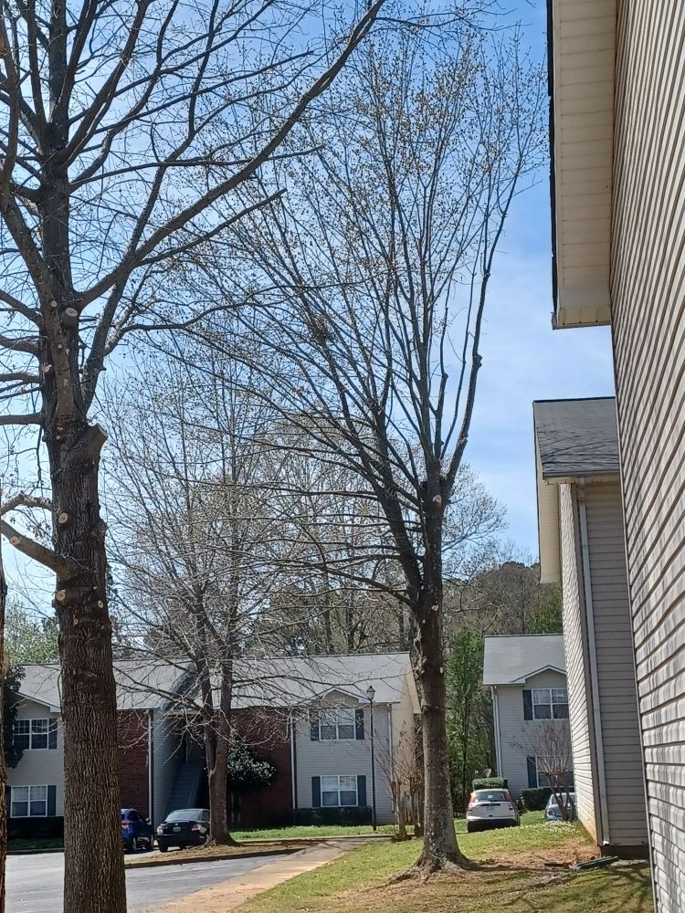 A row of houses with trees in front of them on a sunny day