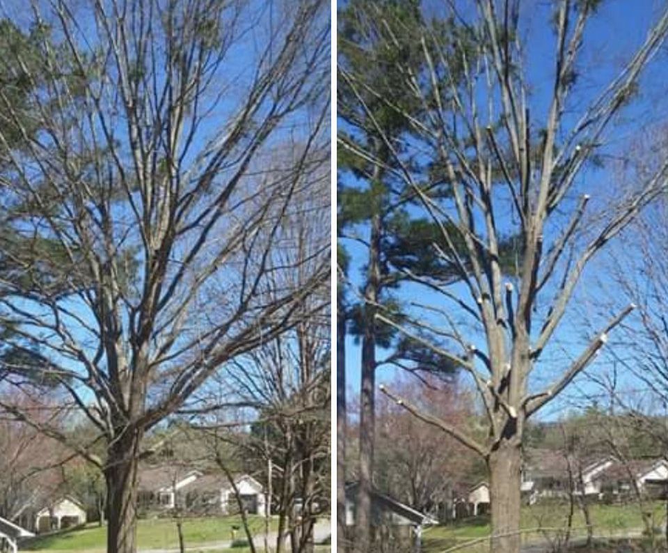 Two pictures of a tree before and after being cut down.