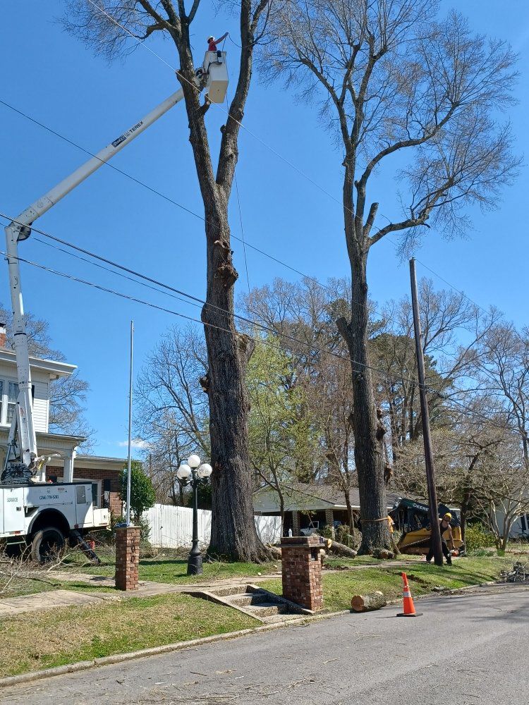 A man in a bucket is cutting a tree
