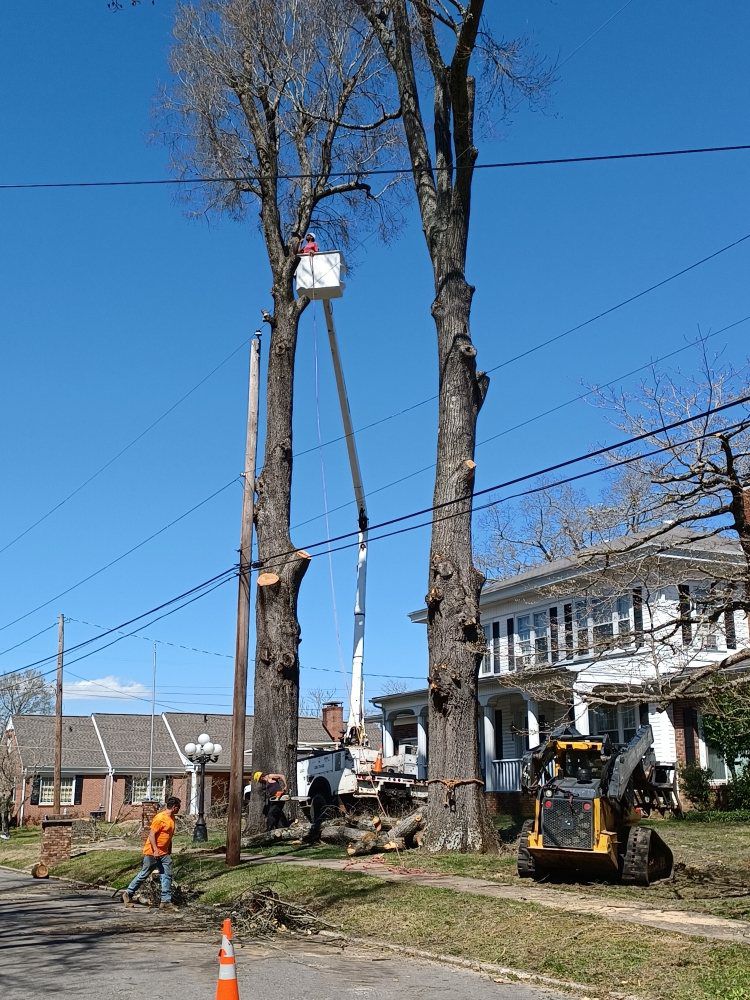 A man in a bucket is cutting a tree in front of a house.