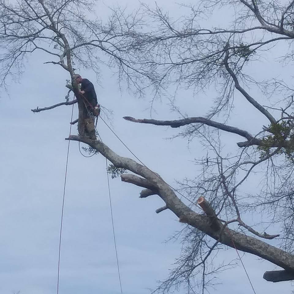 A man is cutting a tree branch with a chainsaw.