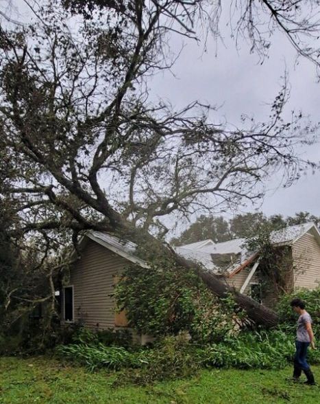 A tree has fallen on the roof of a house