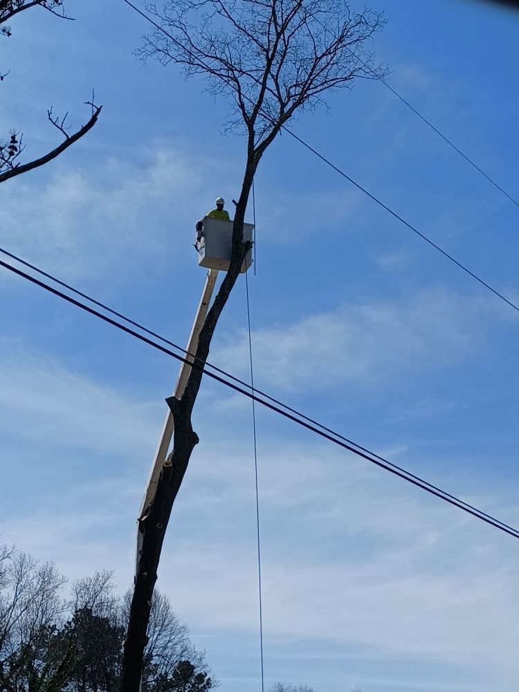 A man in a bucket is cutting a tree.