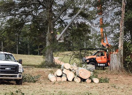 Tree service removing branches from a large tree; logs and truck on the ground.