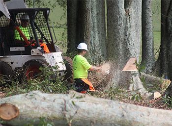 Man cutting a tree trunk with a chainsaw. A skid-steer loader is nearby. Forest setting.