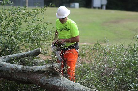 Arborist cutting a tree branch with a chainsaw, wearing a hard hat and safety gear.
