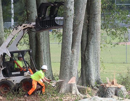 Worker cutting tree with a chainsaw, assisted by a Bobcat, in a grassy area near a field.