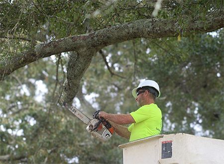 Man in lift trimming tree branches with a chainsaw, wearing a white hard hat and neon green shirt.
