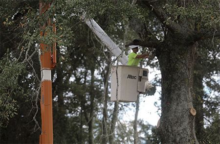 Arborist in a bucket lift trimming a large tree, outdoors.
