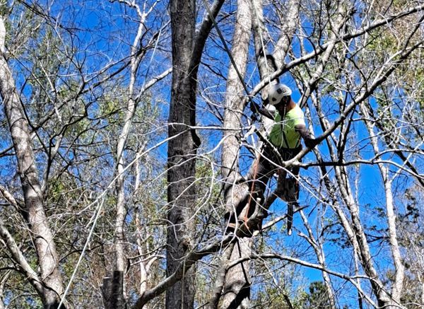 A man is climbing a tree with a chainsaw.
