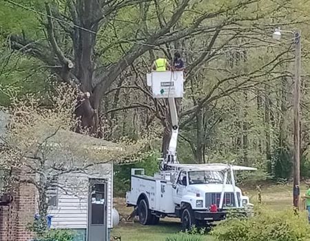 A man in a bucket truck is cutting a tree.