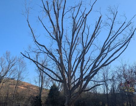 A tree with a lot of branches without leaves against a blue sky.