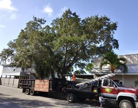 A red truck is parked in front of a large tree.