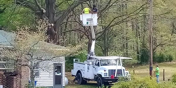 A man in a bucket truck is cutting a tree.
