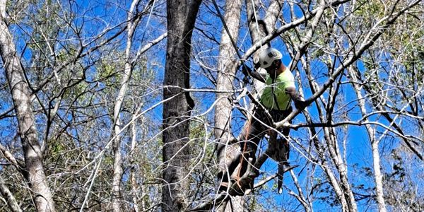 A man is climbing a tree with a chainsaw.