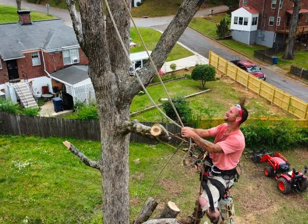 A tree service worker cuts a branch from a tall tree, secured by ropes, in a residential yard. The man wears safety gear, with a tractor in the background.