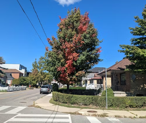 Street scene with colorful tree in front of houses and blue sky.