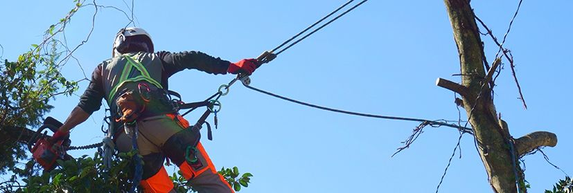 Arborist in safety gear trimming a tree against a blue sky, secured by ropes.