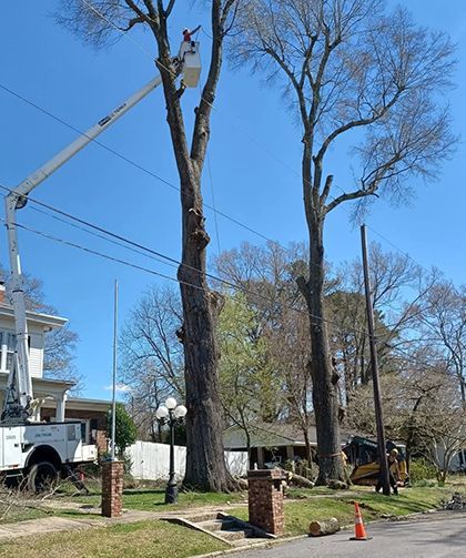 Tree service worker in lift bucket trimming a tall tree near power lines and houses.