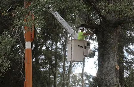 A worker in a high-visibility lime vest stands in an aerial lift bucket, trimming tree branches near a utility pole.