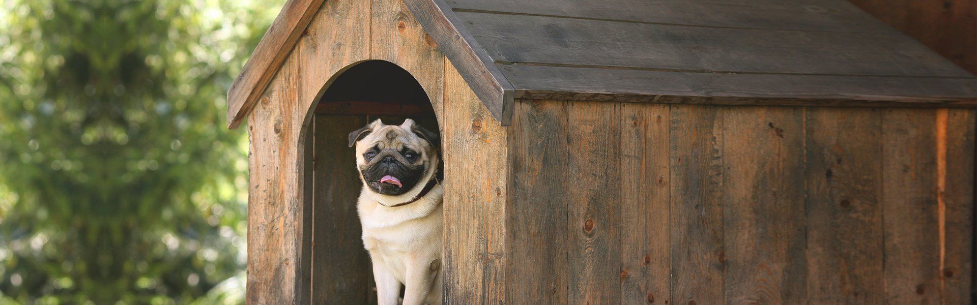 Comfortable dog kennels in Prescot, Near St Helens